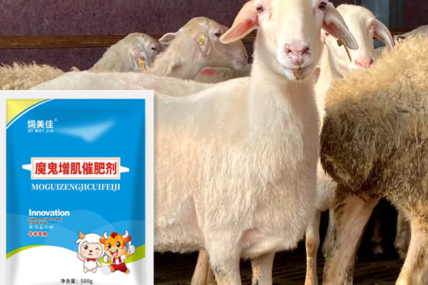 肉羊催肥劑選擇