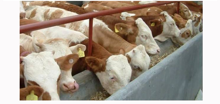 牛羊催肥飼料添加劑價(jià)格貴不貴？那家的合適？
