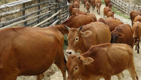 牛羊催肥飼料添加劑價(jià)格貴不貴？那家的合適？