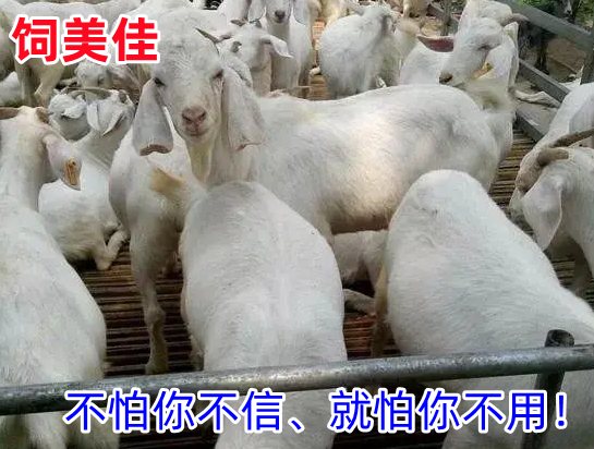 肉羊催肥劑怎么選擇？怎樣合理使用快速催肥？