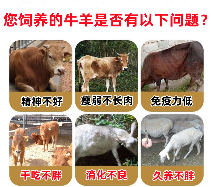 肉牛肉羊控油促生長劑怎么選擇？