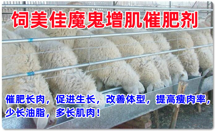 瘦羊快速增肥小秘訣：10天快速催肥