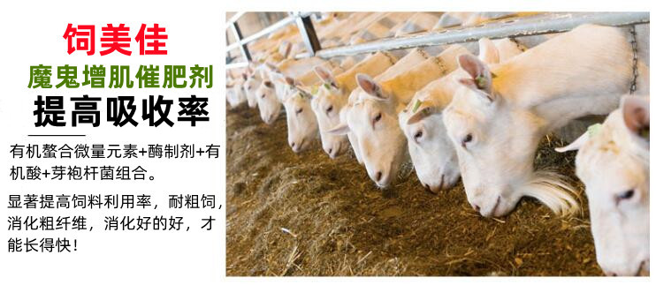 瘦羊快速增肥小秘訣：10天快速催肥