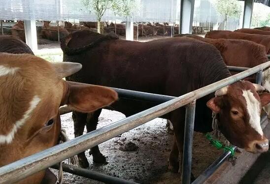 牛專用催肥飼料添加劑怎么選擇？牛催肥育肥怎么喂才好？