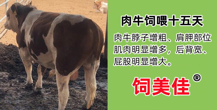 牛催肥用什么添加劑好 那個(gè)廠家的牛羊催肥藥效果可靠？