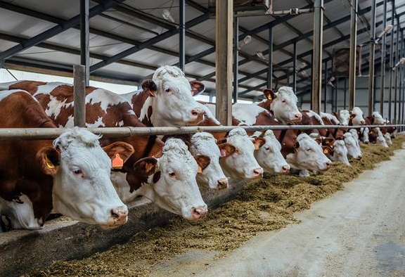 4%肉牛預混料廠家哪家可靠？