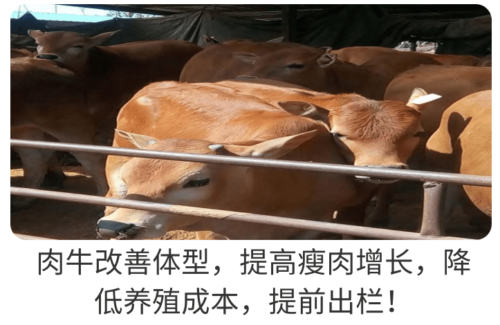 牛增重哪家產(chǎn)品可靠？