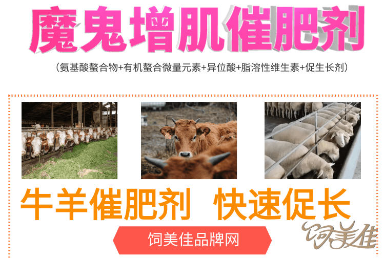 育肥羊催肥喂啥催肥長肉快？