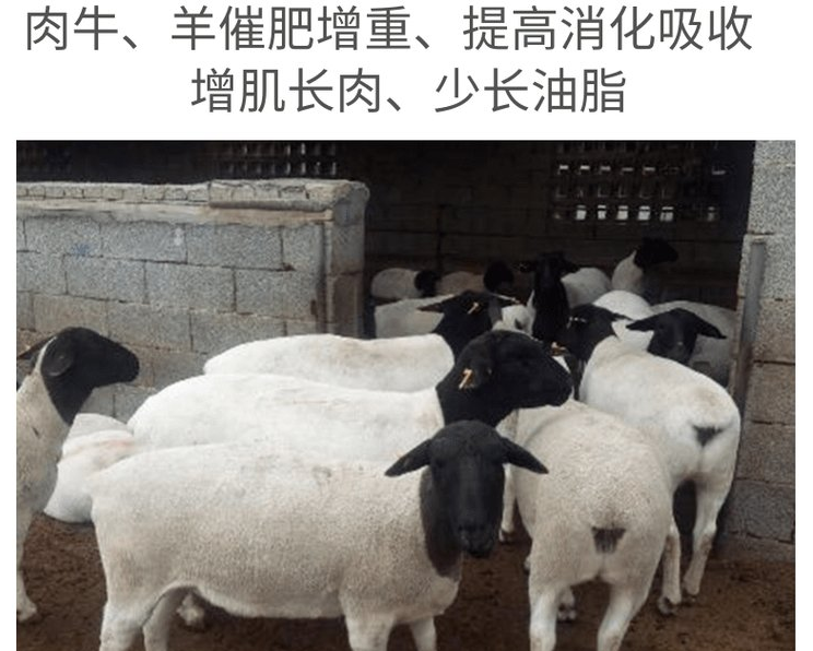 羊用添加劑什么牌子好？