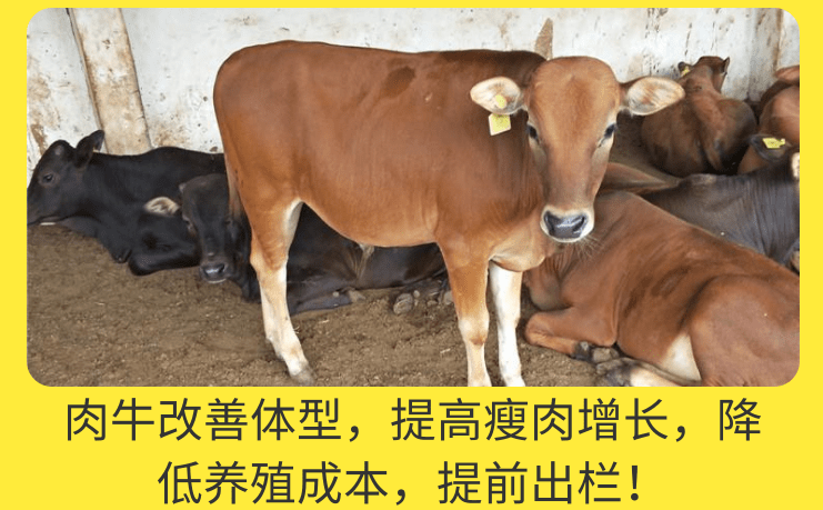 肥牛去油的產(chǎn)品都有什么牌子？