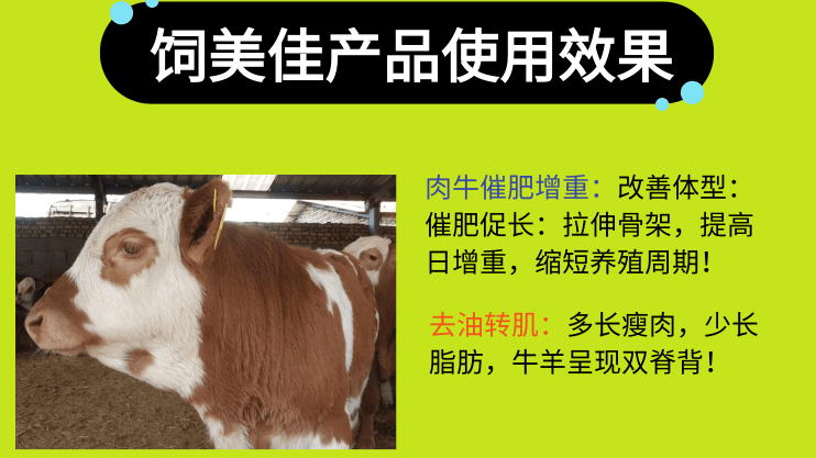 育肥牛不加催肥小料可以嗎？