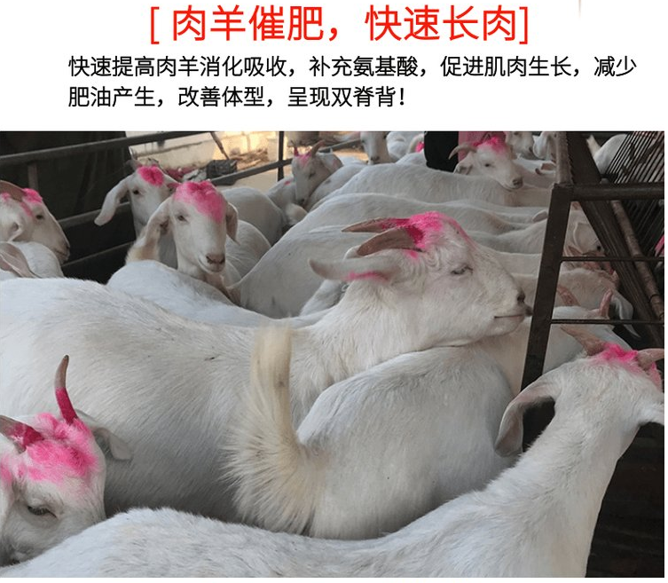 育肥牛去油速型用什么好？
