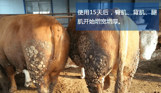 牛生長素哪家生產(chǎn)的好？