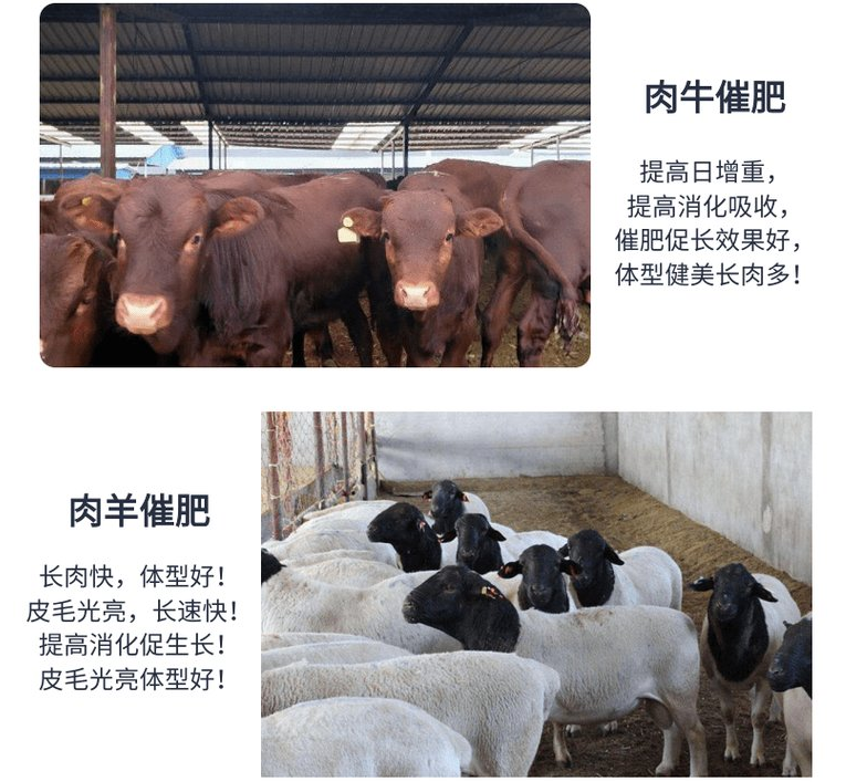 快速出欄的牛羊催肥劑怎么選擇？