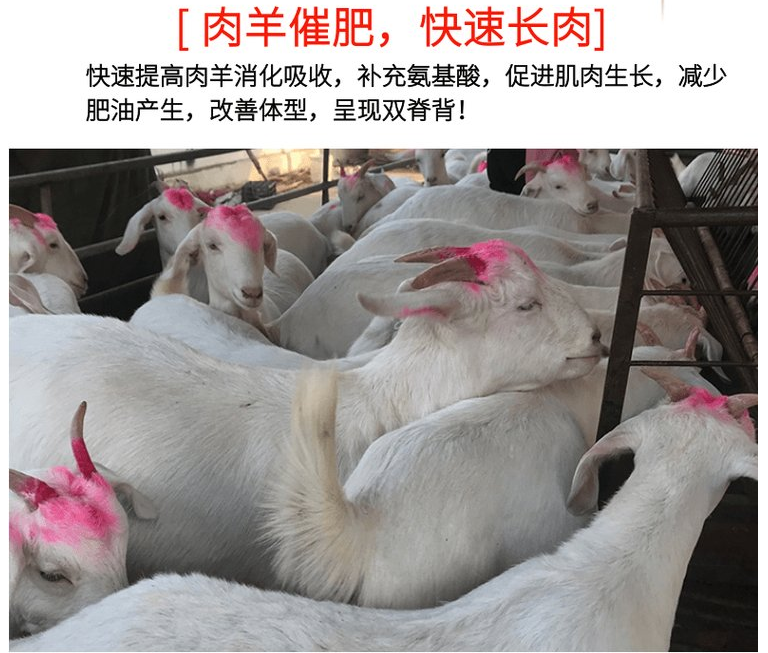 提高動物瘦肉率的產(chǎn)品有哪些？