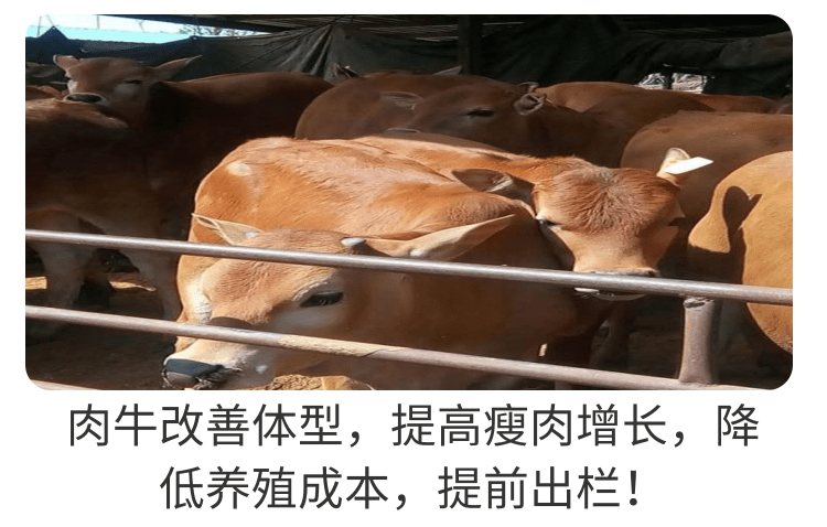 飼美佳的牛羊催肥劑能有什么效果？