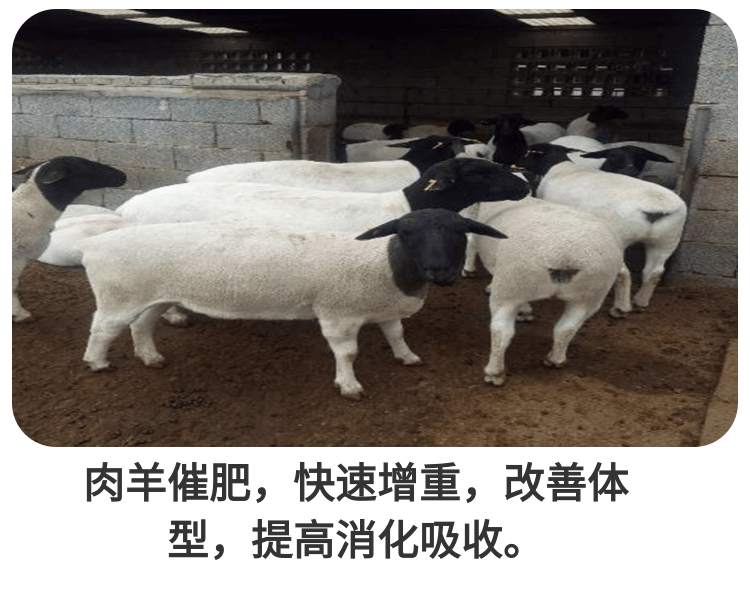 飼美佳的牛羊催肥劑能有什么效果？