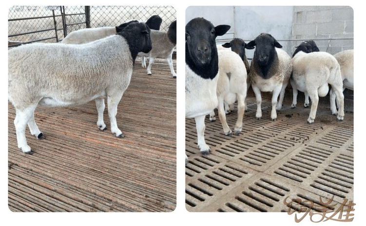 牛羊小料添加劑是什么成分？