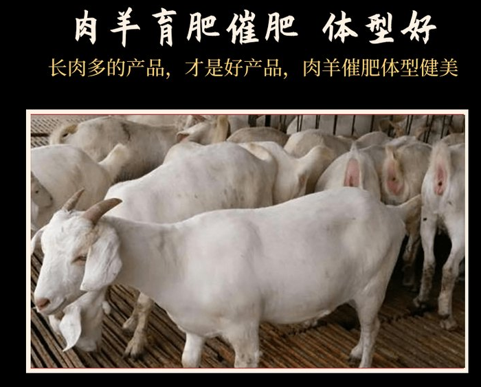 羊喂什么激素長得快？