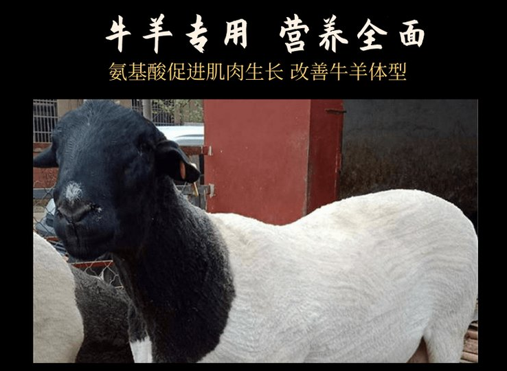 羊喂什么激素長得快？