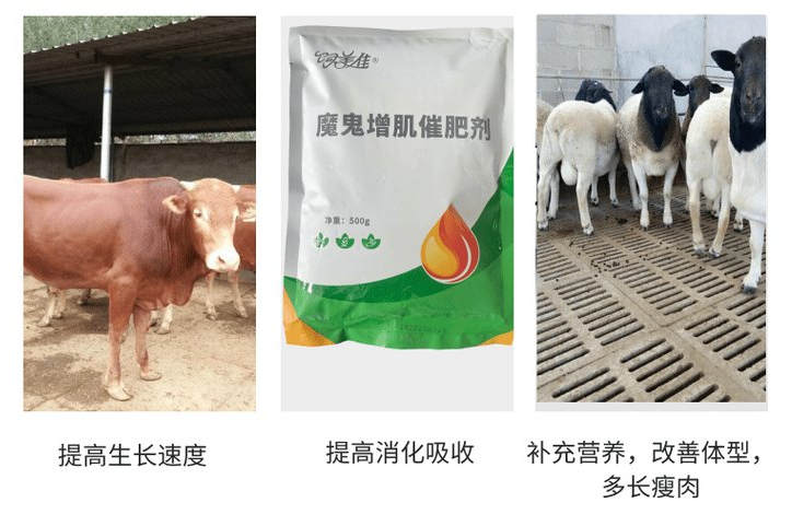 網(wǎng)傳的牛羊育肥小料是真的嗎？
