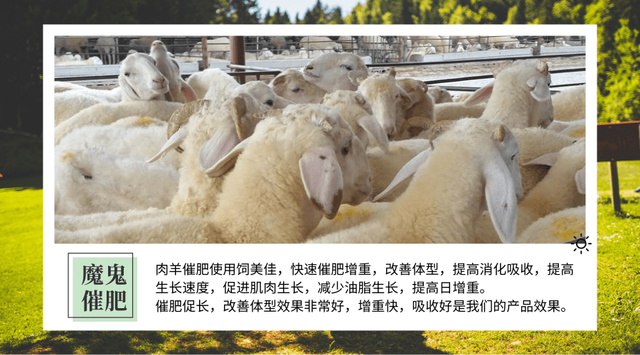養(yǎng)羊催肥藥怎么選擇？