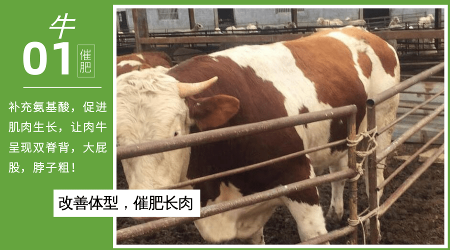 肉牛專用催肥飼料有哪些