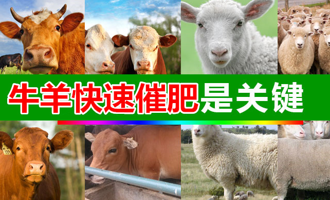 牛催肥劑品牌 促進(jìn)肌肉生長 安全瘦肉增長 長骨壯膘